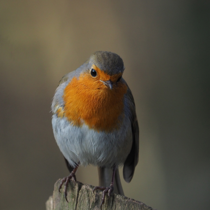 Roodborst_350x350.jpg